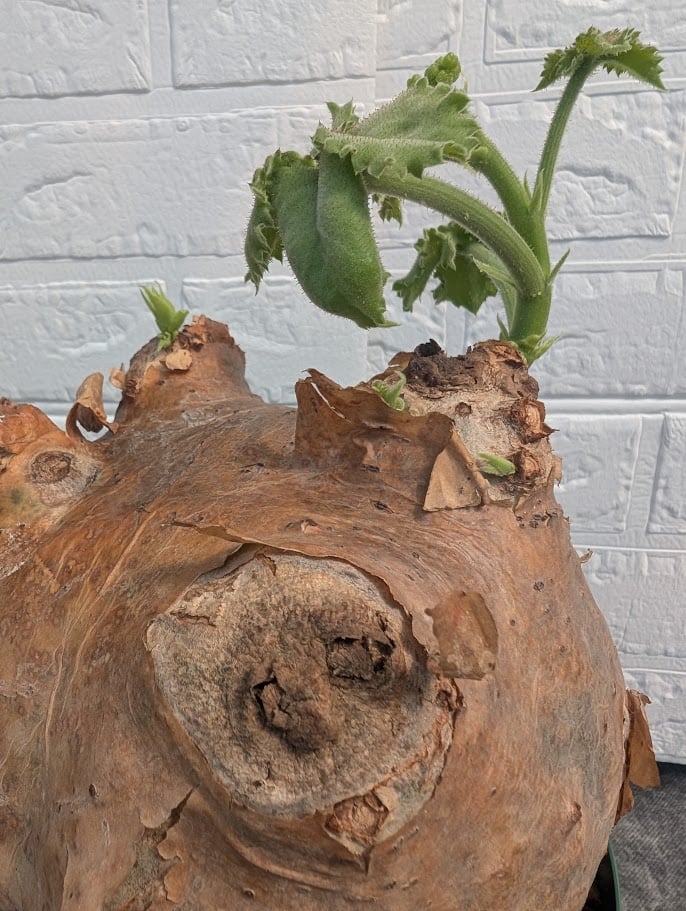 y*i様 キフォステンマ ウター マクロプス Cyphostemma macro Cyphostemma uter var. macropus キフォステンマ ウター