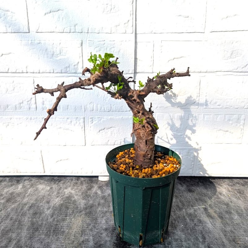 【どん兵衛】コミフォラ　ボラネンシス Commiphora Boranensis コミフォラ ボラネンシス 発根済現地株