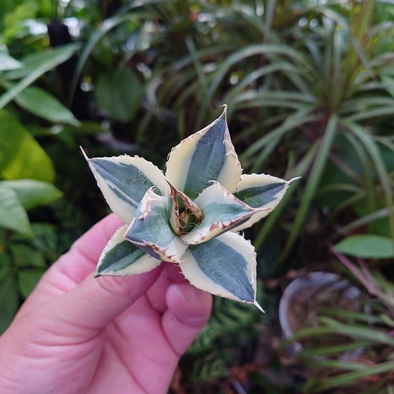 アガベ チタノタ スナグルトゥース ST17 | Mellow Yard