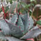 アガベ パラサナ グローブ agave parrasana globe P4