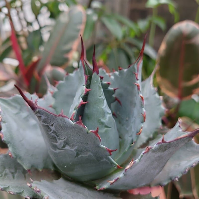 アガベ パラサナ グローブ agave parrasana globe P4 | Mellow アガベ パラサナ グローブ agave parrasana globe P4 | Mellow