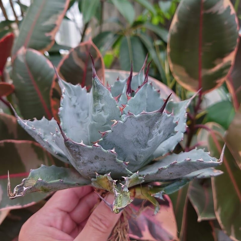 アガベ パラサナ グローブ agave parrasana globe P2 | Mellow