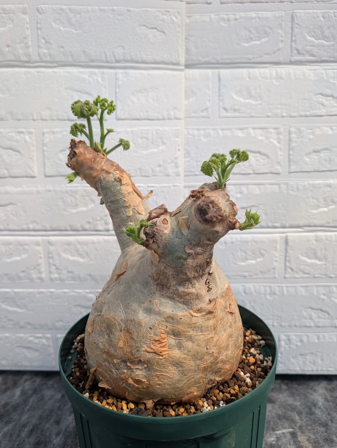 キフォステンマ マクロプス 3 Cyphostemma uter macropus 【発根済】