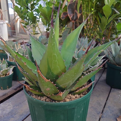 アガベ ジェントリー ジョーズ agave gentryi  "Jaws" J4