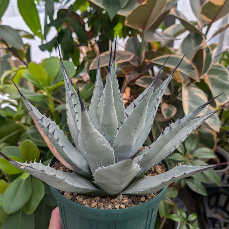 アガベ パリー ネオメキシカーナ agave prryi ssp.neomexicana 1 アガベ パリー ネオメキシカーナ agave prryi ssp.neomexicana 1