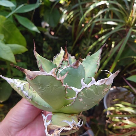 アガベ チタノタ オアハカ Agave titanota Oaxaca 11