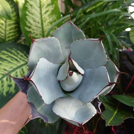 アガベ パリー トランカータ agave parryi truncata 3