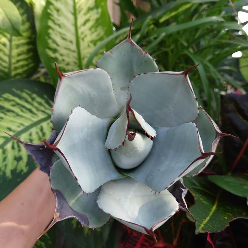 アガベ パリー トランカータ agave parryi truncata 3 - 植物/観葉植物