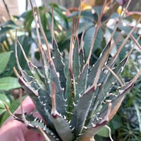 アガベ ユタエンシス ネバデンシス SN3 Agave uthaensis var. nevadensis