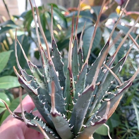 アガベ ユタエンシス ネバデンシス SN3 Agave uthaensis var. nevadensis