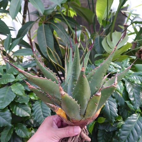 アガベ ジェントリー ジョーズ agave gentryi "Jaws" J1 【訳あり】