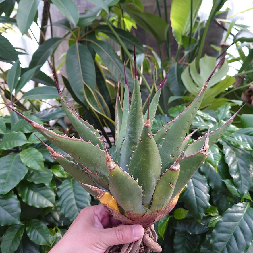 アガベ ジェントリー ジョーズ agave gentryi 