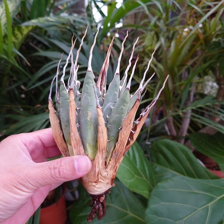アガベ ユタエンシス ネバデンシス S3 Agave uthaensis var. nevadensis