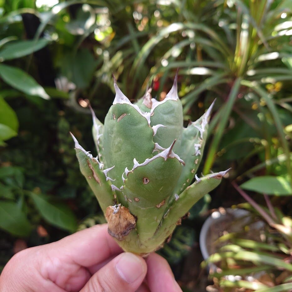 アガベ チタノタ オアハカ Agave titanota Oaxaca 12