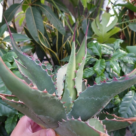 アガベ ジェントリー ジョーズ agave gentryi "Jaws" J3 【訳あり】
