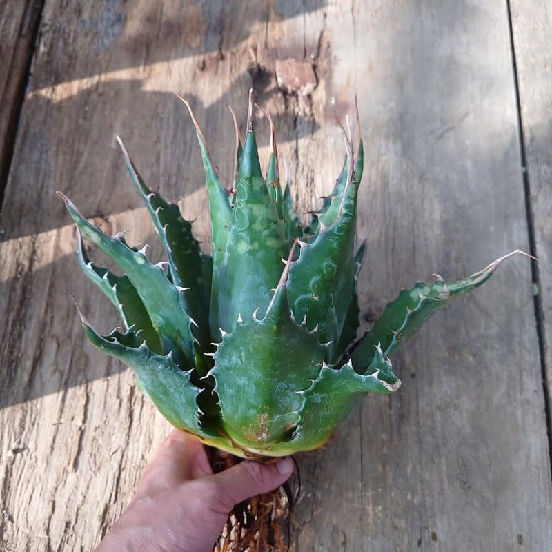 2126アガベ　モンタナ　Agave montana 排棘 極美株 2株同梱 2126アガベ モンタナ Agave montana 排棘 極美株 2株同梱 - メルカリ