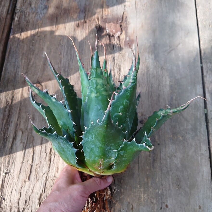 アガベ モンタナ　大株　50cm以上 アガベ モンタナ Agave Montana 2 | Mellow Yard