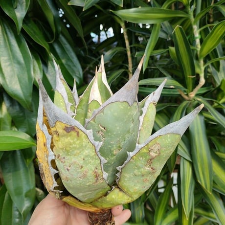 アガベ チタノタ オアハカ Agave titanota Oaxaca 6