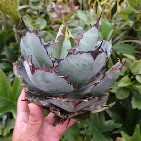 CATEGORY チタノタBB | Mellow Yard