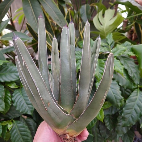 アガベ フェルディナンドレジス FR1 Agave ferdinandi regis 【訳あり】