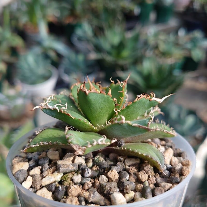 アガベ チタノタ フィリグリー 6 Agave titanota filigree | Mel