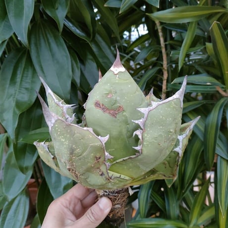 アガベ チタノタ オアハカ Agave titanota Oaxaca 2