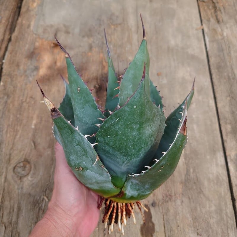 特選優良株】アガベ パラサナ グローブ 丸型ハウス地植え特大株 直径約40cm