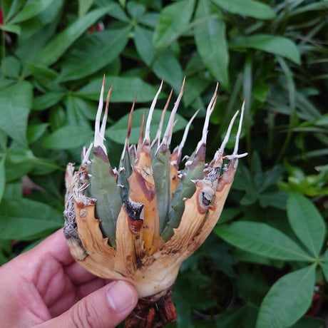 アガベ ユタエンシス ネバデンシス YN8 Agave uthaensis var. nevadensis
