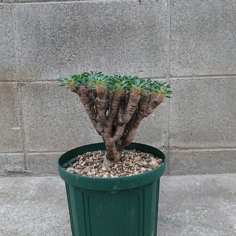 ユーフォルビア ギラウミニアナ Euphorbia guillauminiana