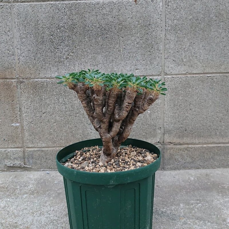 ユーフォルビア ギラウミニアナ eg27 ユーフォルビア ギラウミニアナ eg27