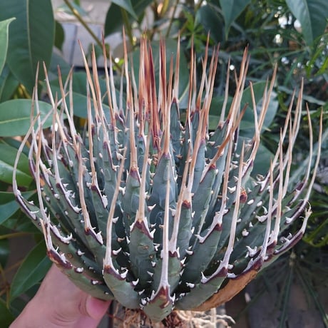 アガベ ユタエンシス ネバデンシス 11 Agave uthaensis var. nevadensis