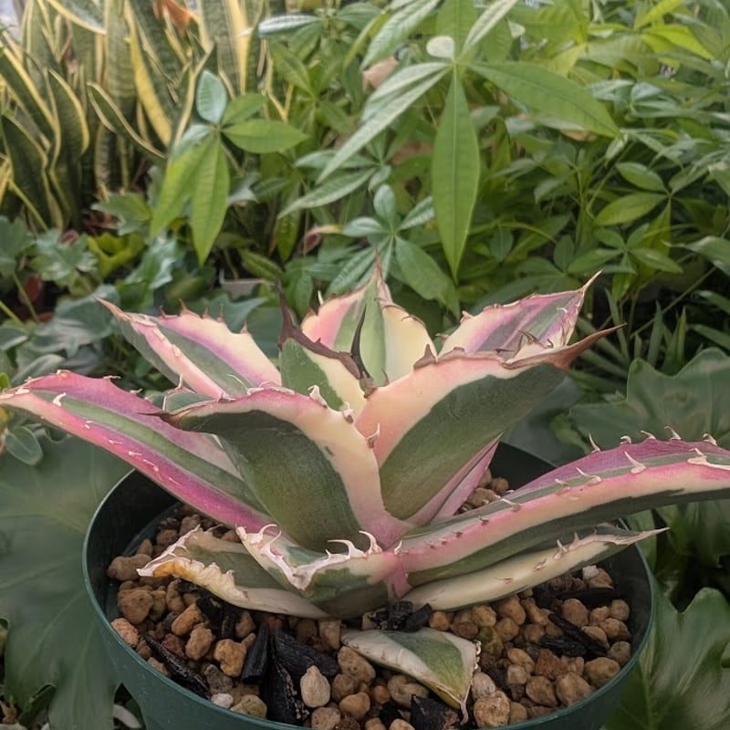 アガベ チタノタ スナグルトゥース ST21 | Mellow Yard