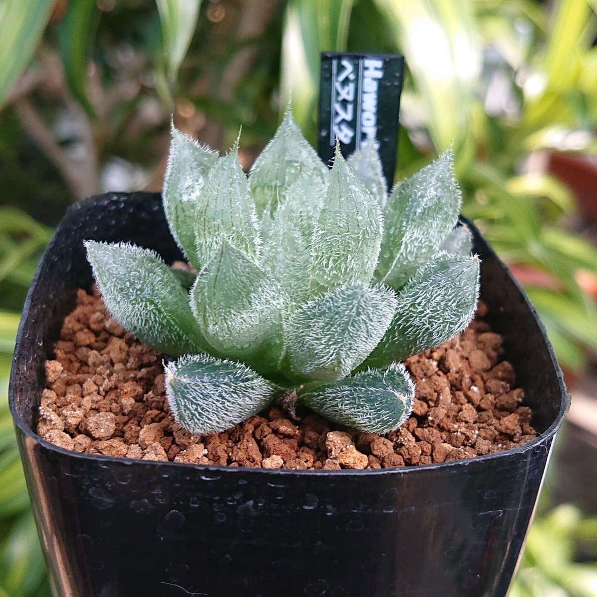 ハオルチア 玉扇錦 楽天市場】多肉植物：ハオルチア 玉扇錦*幅7.5cm 現品！一品限り