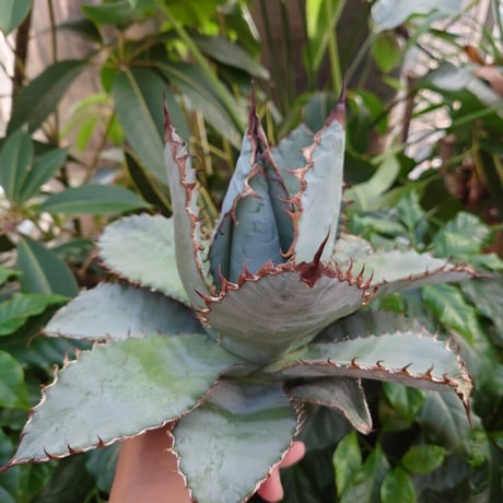 アガベ チタノタ ライオンズメーン メイン Agave titanota Lion's Mane  L10