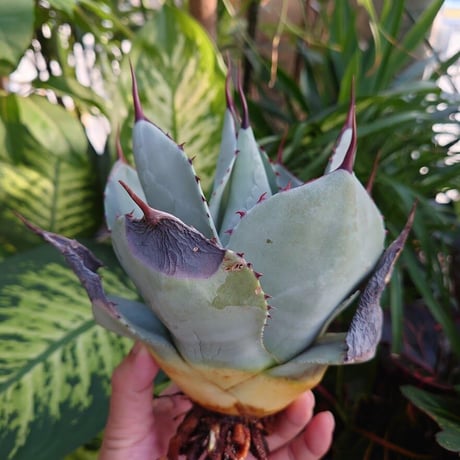 アガベ パリー トランカータ agave parryi truncata 3