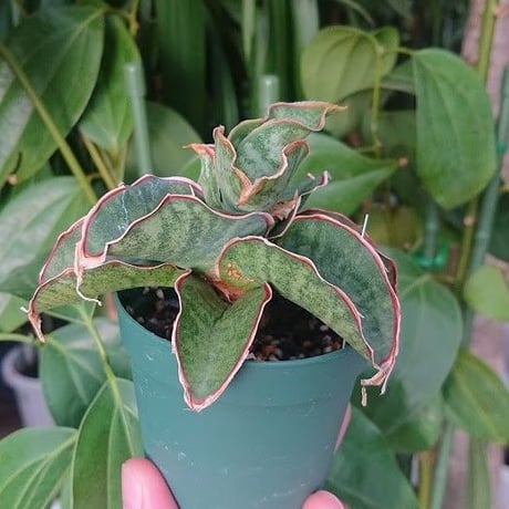 no.3 Sansevieria sp. Mafinga Tanzania Dragon サンスベリア ドラゴンウィング