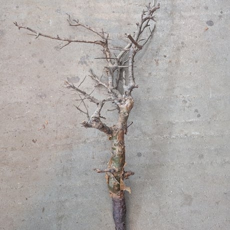 コミフォラ ピンネイトリーブス 1 Commiphora pinnate leaves