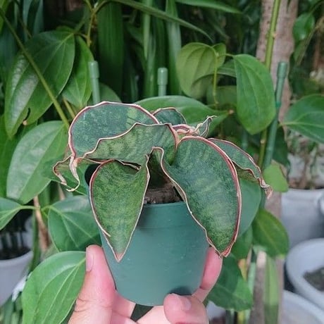 no.4【送料無料】Sansevieria sp. Mafinga Tanzania Dragon サンスベリア ドラゴンウィング
