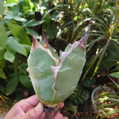 アガベ チタノタ オアハカ Agave titanota Oaxaca 16
