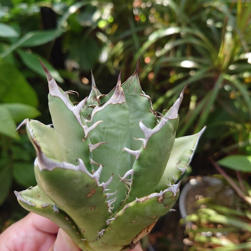 アガベ チタノタ オアハカ Agave titanota Oaxaca 12 | Mellow アガベ チタノタ オアハカ Agave titanota Oaxaca 12 | Mellow