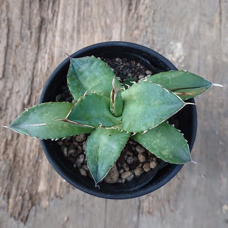 no.3 アガベ チタノタ Agave titanota 【送料全国一律500円】