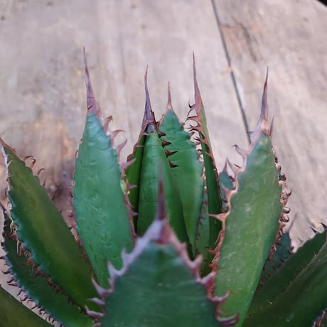 アガベ ホリダ agave horrida 1 【大株・美株】