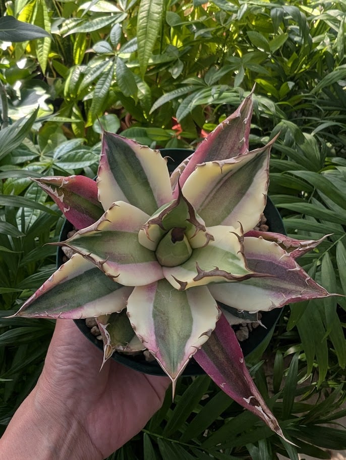 アガベ　チタノタ　スナグルトゥース　親株 アガベ チタノタ スナグルトゥース 