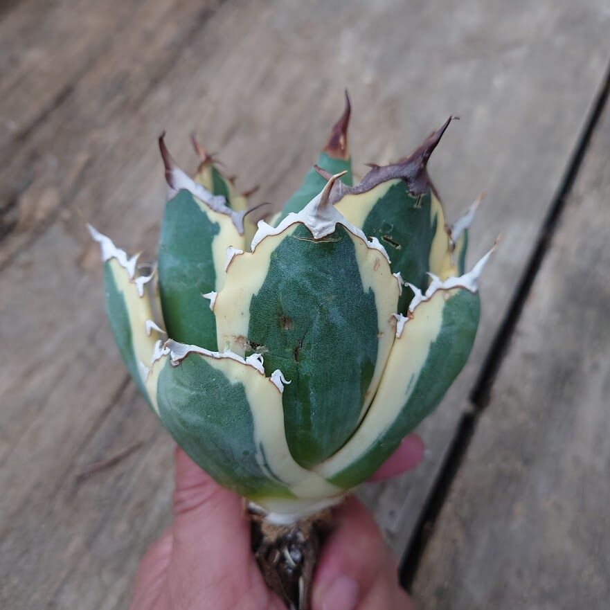 アガベ チタノタ スナグルトゥース 2 | Mellow Yard