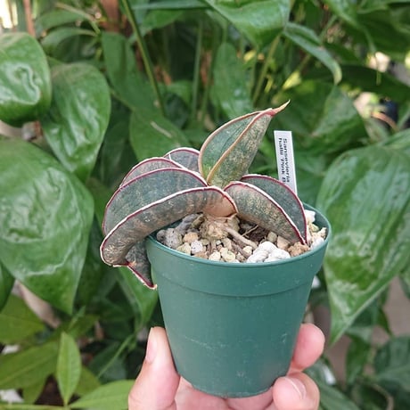 No.1 Sansevieria hallii Pink Bat サンスベリア ピンクバット