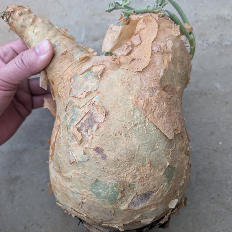 キフォステンマ マクロプス 1 Cyphostemma uter macropus 【発根済】