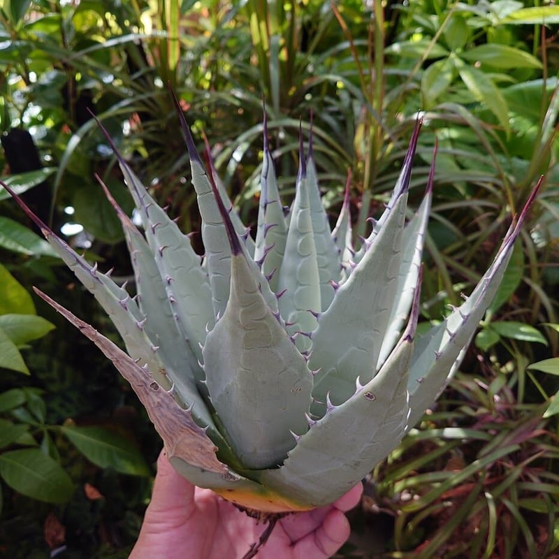 アガベ　トランカータ　ハイブリッド　大株　美株　パリ―　ネオメキシカーナ　吉祥天 アガベ トランカータ ハイブリッド 大株 美株 パリ― ネオメキシカーナ