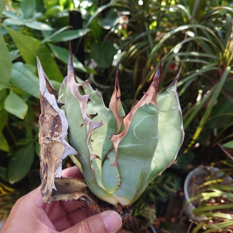 アガベ チタノタ オアハカ Agave titanota Oaxaca 16
