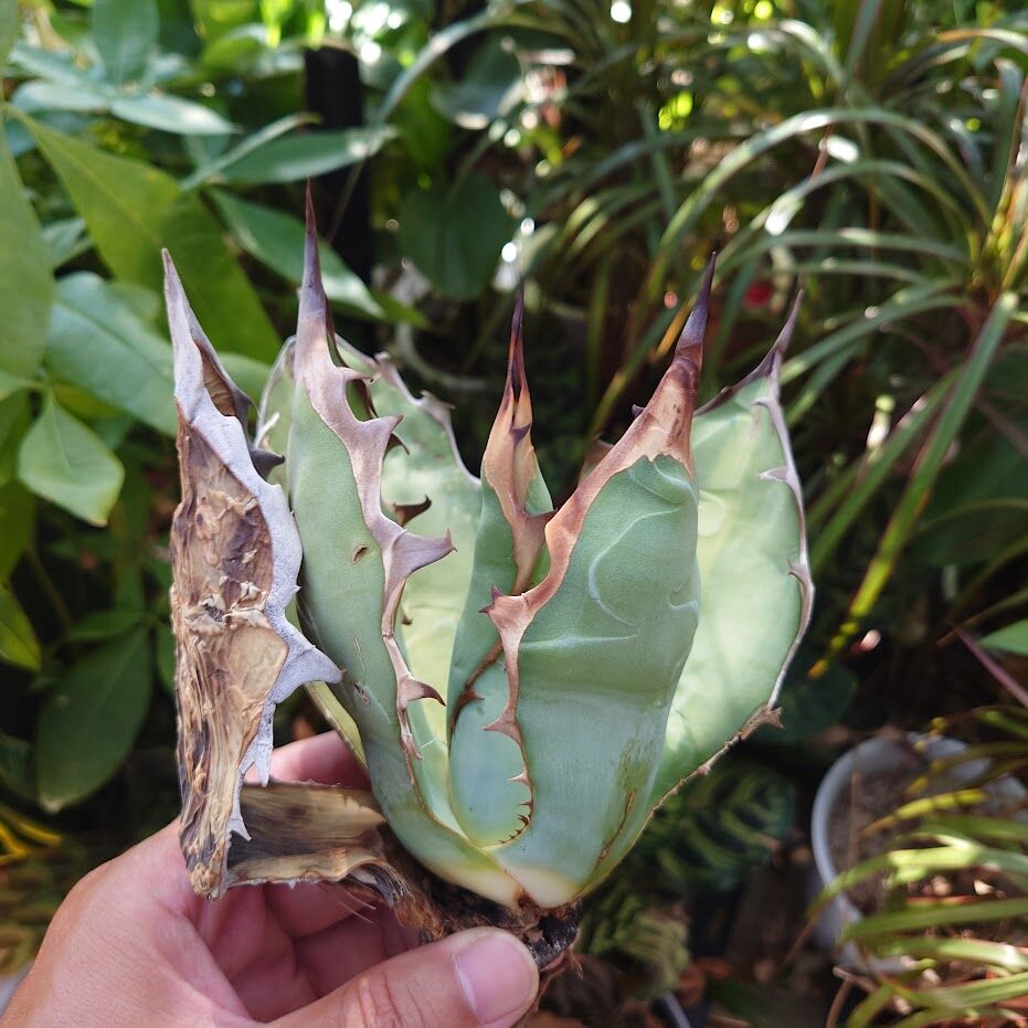 アガベ チタノタ オアハカ Agave titanota Oaxaca 16 | Mellow