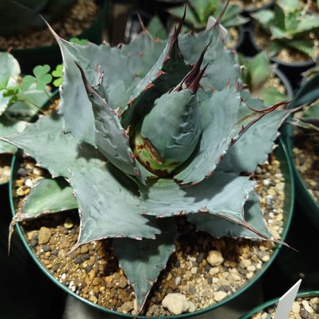 アガベ パラサナ グローブ agave parrasana globe P2